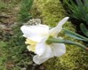 Flower1