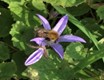 Flower2