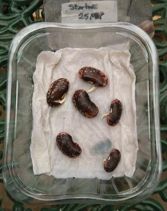 Germinating beans