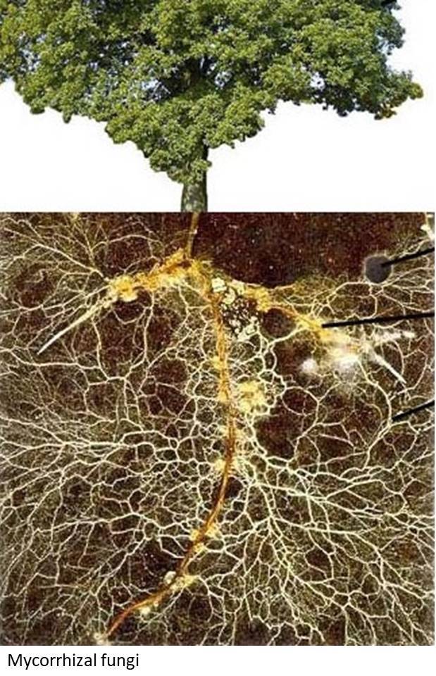 Mycorrhixal fungi with caption