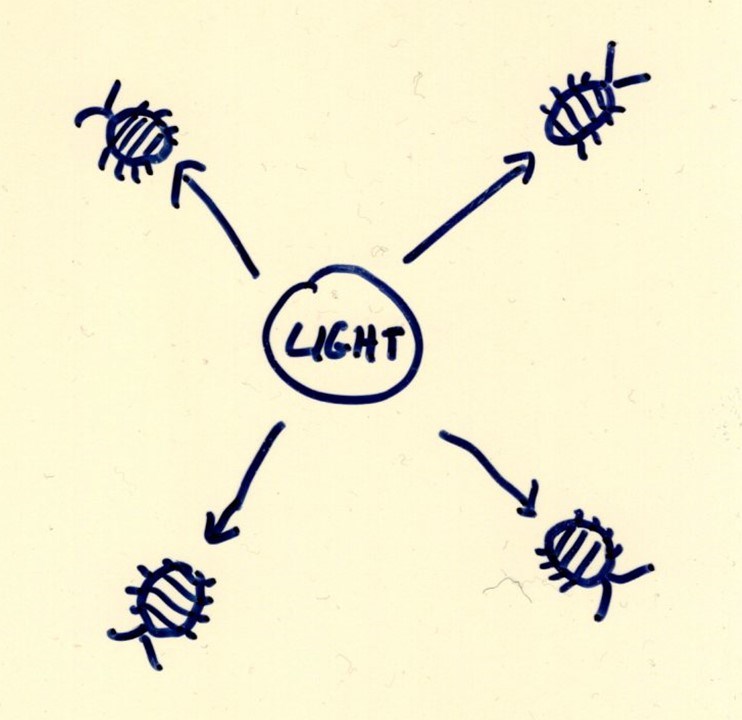 Negative phototaxis