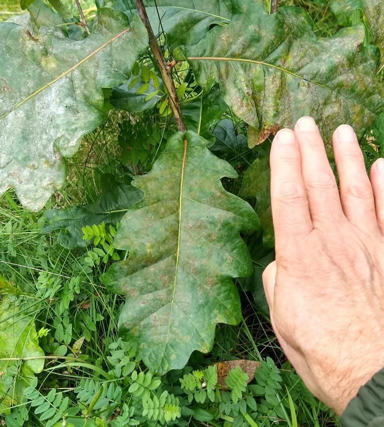 Oak with huge leaves
