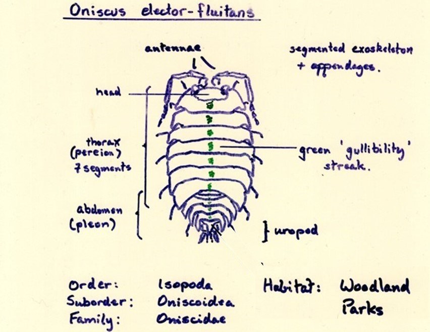 Oniscus 1c