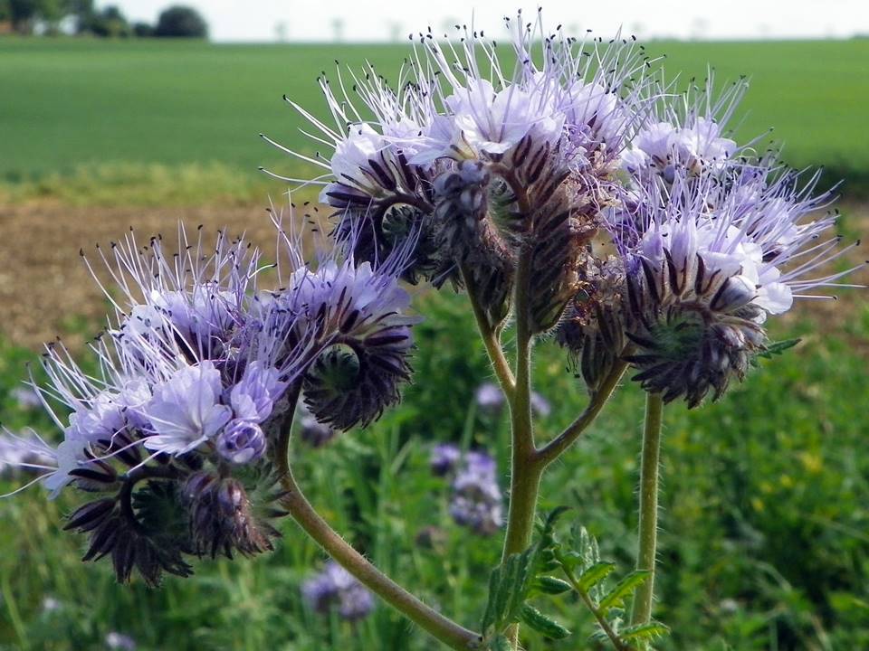 Phacelia