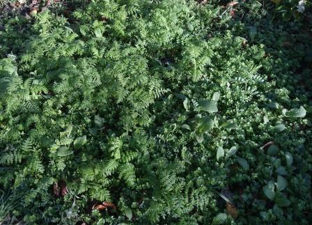 Phacelia in November after late summer sowing
