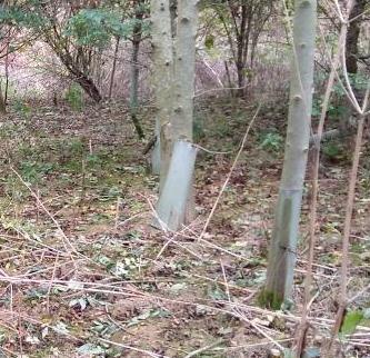 brough Park woodland with tree guard cropped