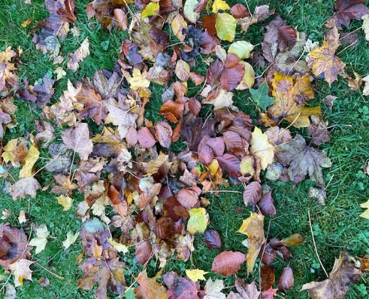 leaf on ground